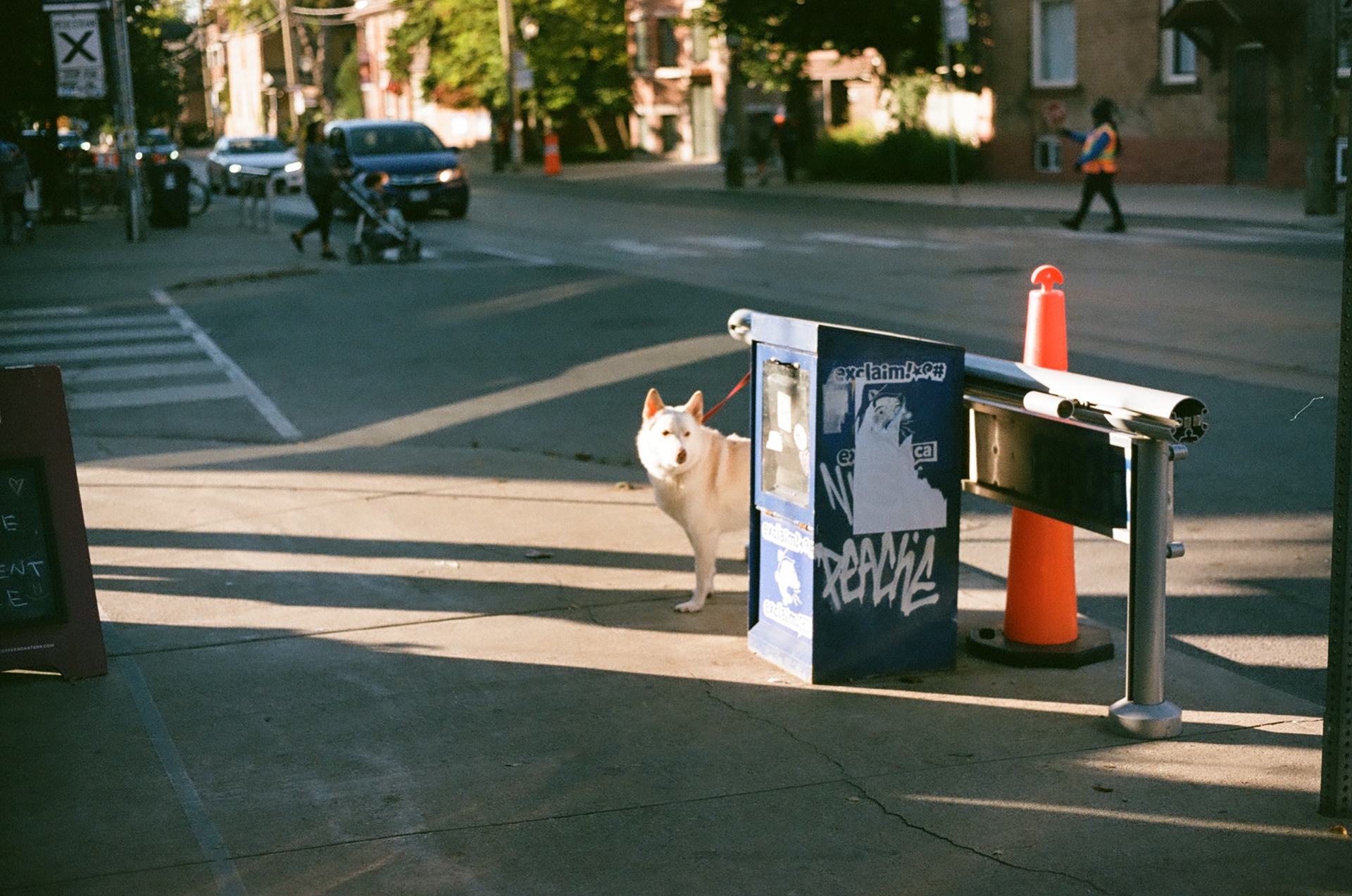 /images/stories/waiting_dogs/waiting_dogs_1.jpg