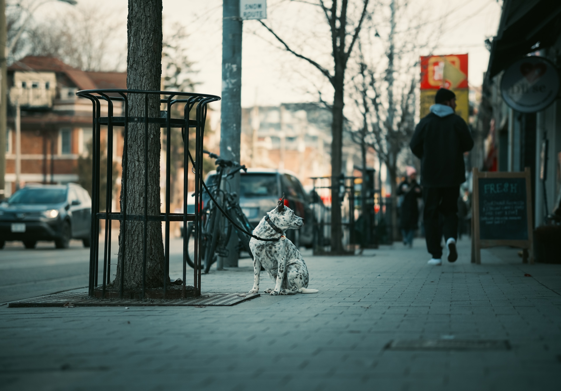 /images/stories/waiting_dogs/waiting_dogs_2.jpg